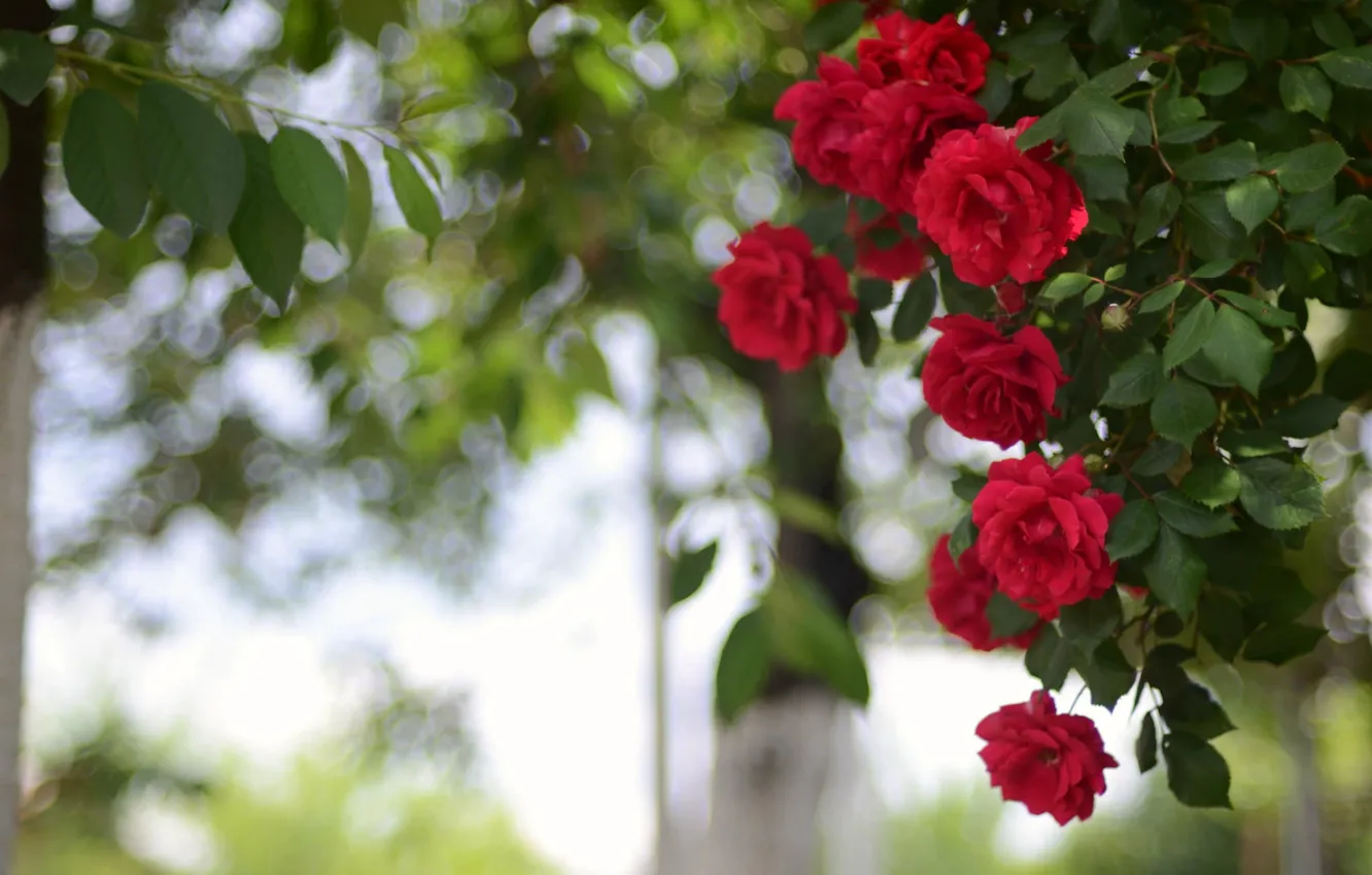 Photo wallpaper red, Bush, roses