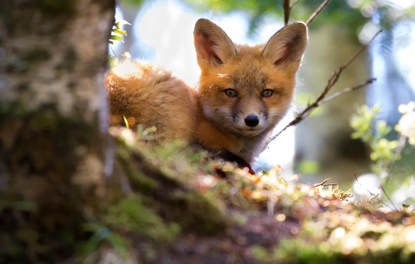 Photo wallpaper forest, look, light, trees, branches, nature, portrait, muzzle