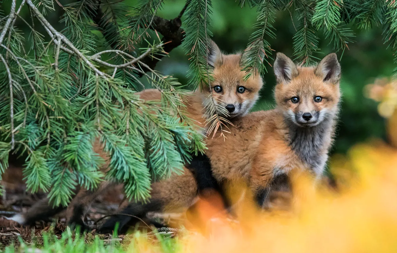 Photo wallpaper forest, branches, nature, pose, background, two, baby, pair