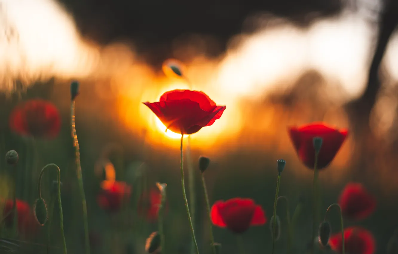 Photo wallpaper field, summer, sunset, flowers, Mac, Maki