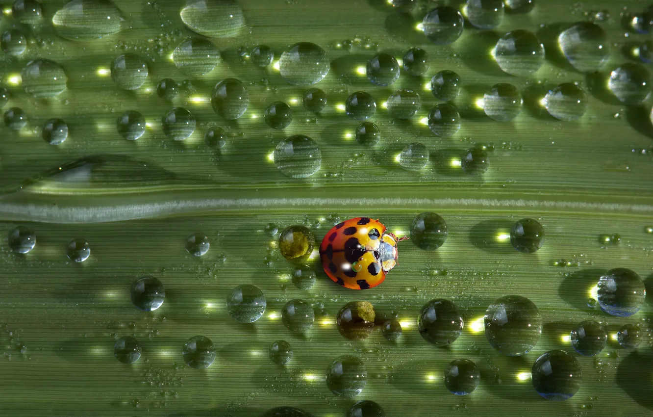 Photo wallpaper water, drops, balls, macro, light, green, Rosa, background