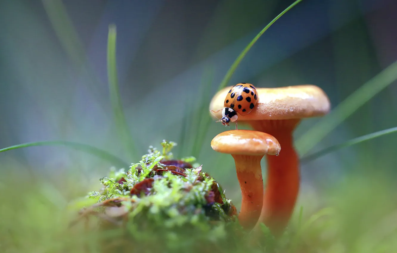 Photo wallpaper autumn, grass, macro, glade, mushrooms, ladybug, moss, beetle