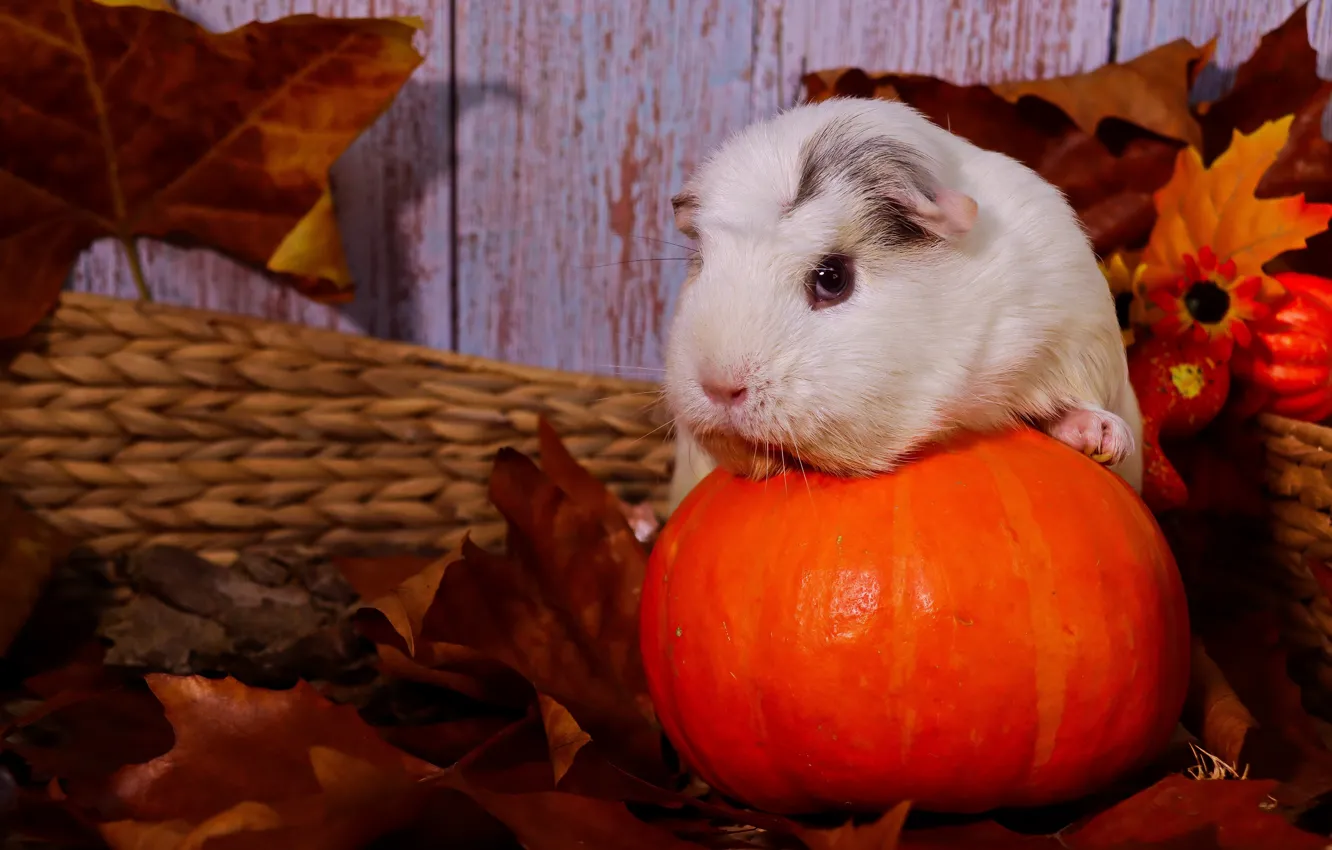 Photo wallpaper white, look, maple, Guinea pig, composition, leaves, Board, face