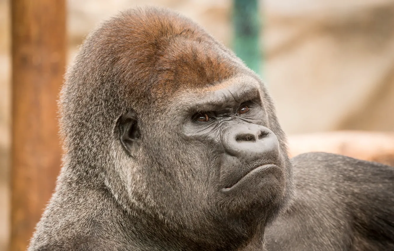 Photo wallpaper look, monkey, zoo