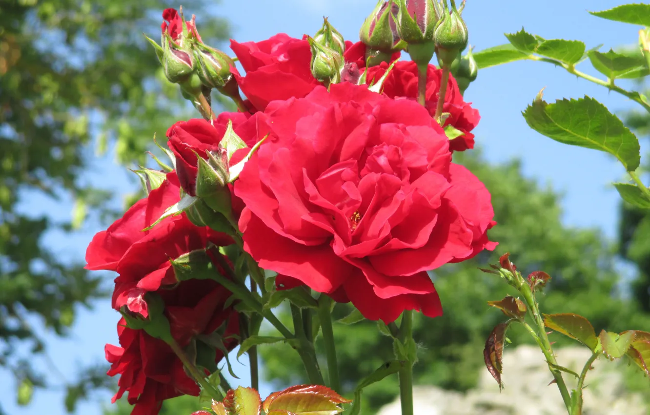 Photo wallpaper Buds, Red roses, Red roses