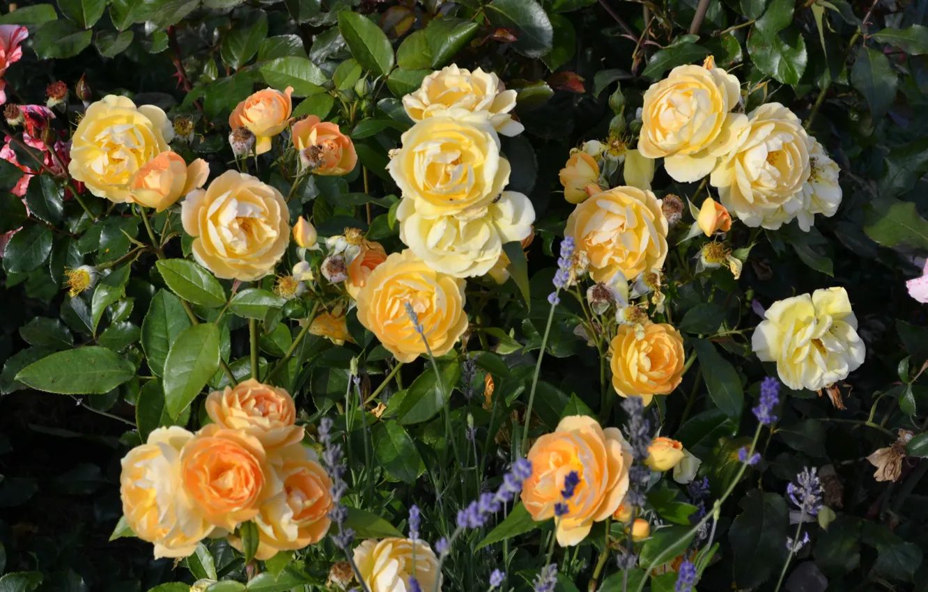 Photo wallpaper flowers, photo, roses, the bushes, a lot