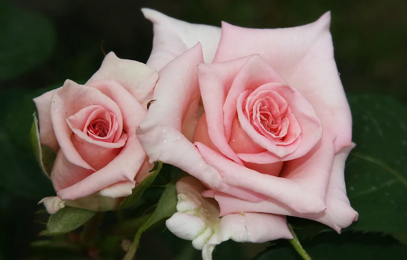 Photo wallpaper roses, pair, pink