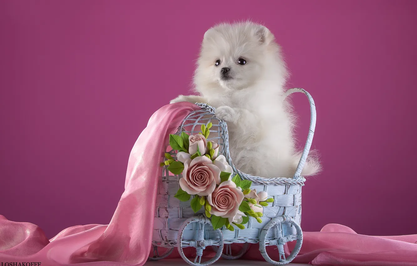 Photo wallpaper white, flowers, stroller, puppy, fabric, Spitz
