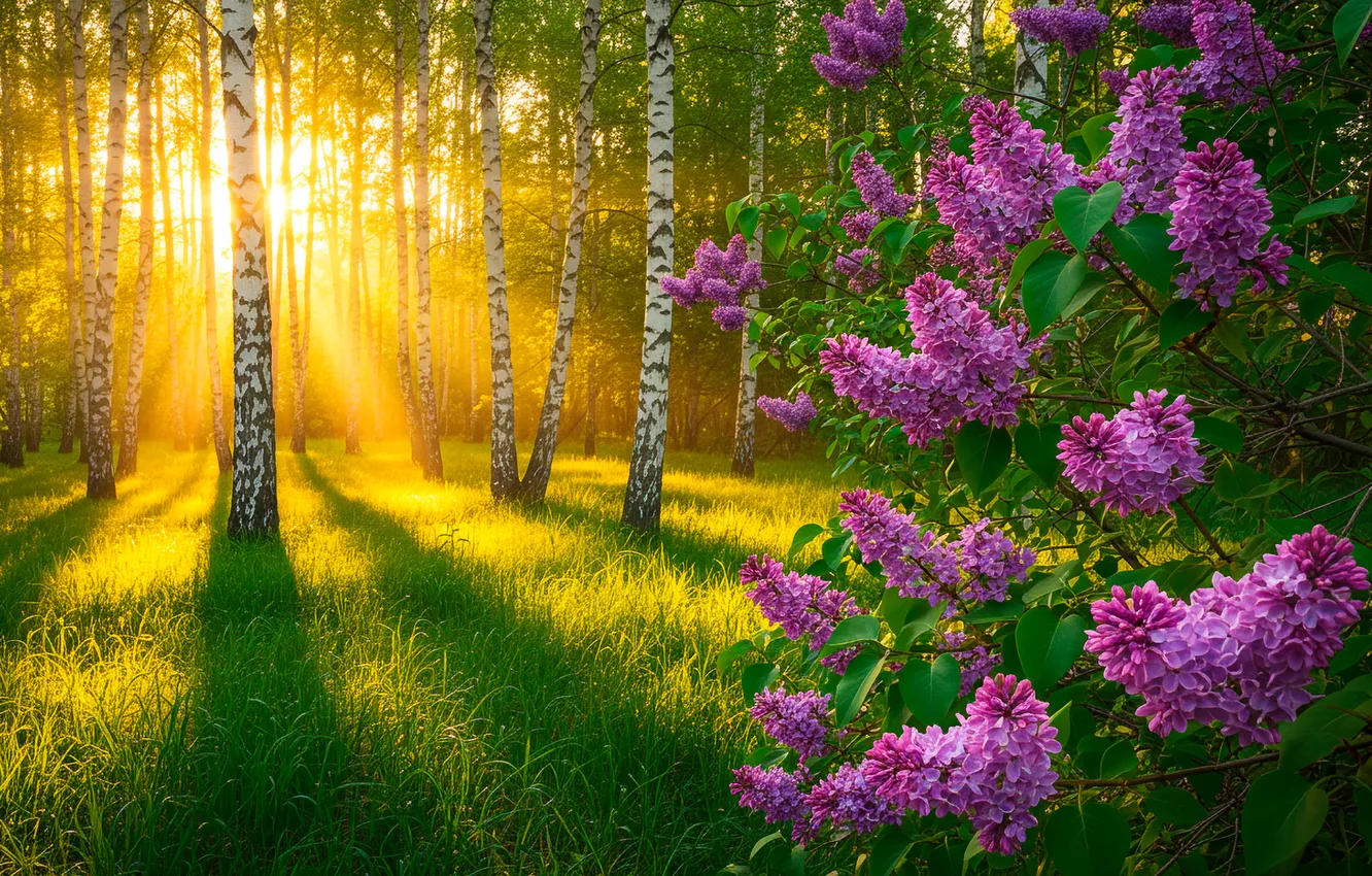 Photo wallpaper grass, the sun, morning, grass, birch, grove, lilac, morning