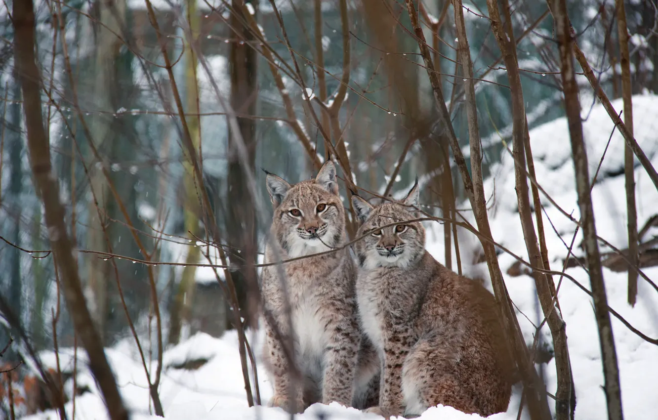 Photo wallpaper face, sitting, winter, lynx, two, branches, forest, pair