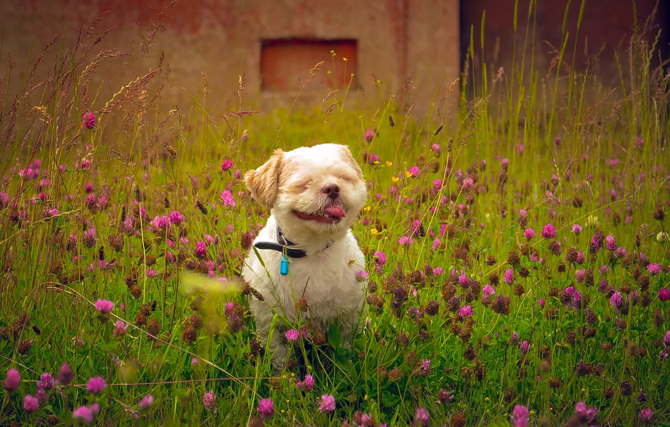 Photo wallpaper field, language, summer, dog