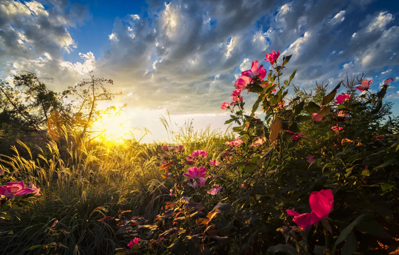 Photo wallpaper grass, field, nature, flowers, sunrise