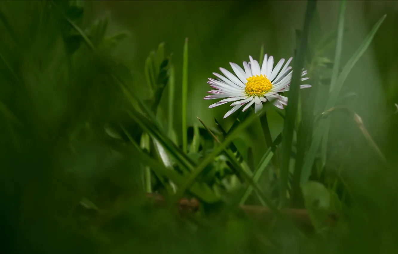 Photo wallpaper grass, flowers, bokeh