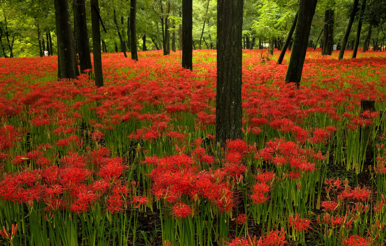 Photo wallpaper forest, trees, flowers, Park, Asia, red, he lost his parents,