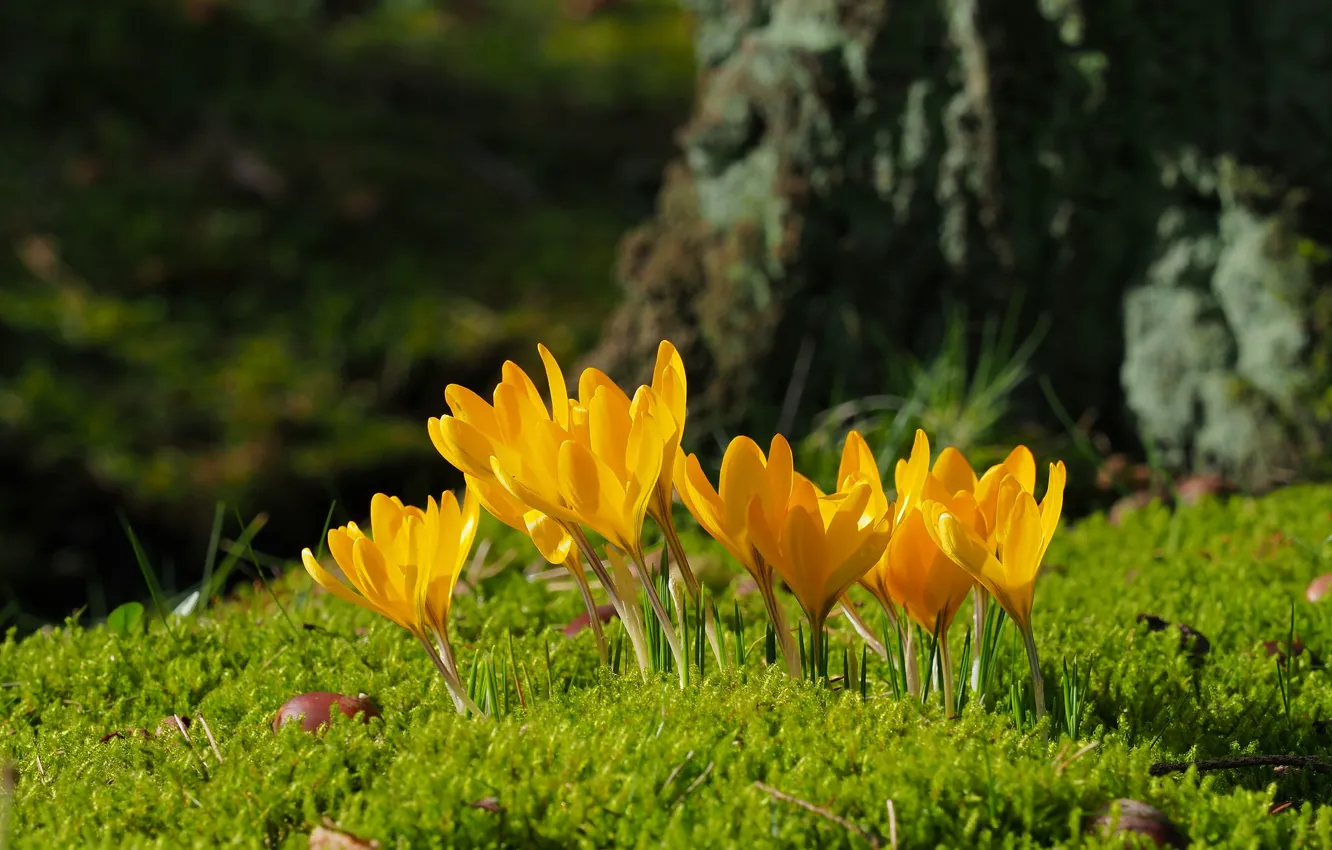 Photo wallpaper flowers, spring, crocuses, flowering