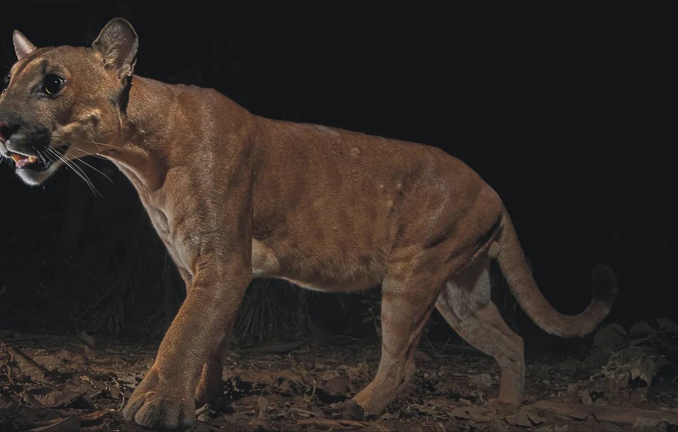 Photo wallpaper cat, animal, predator, Puma, Predator, cat, animal, Puma