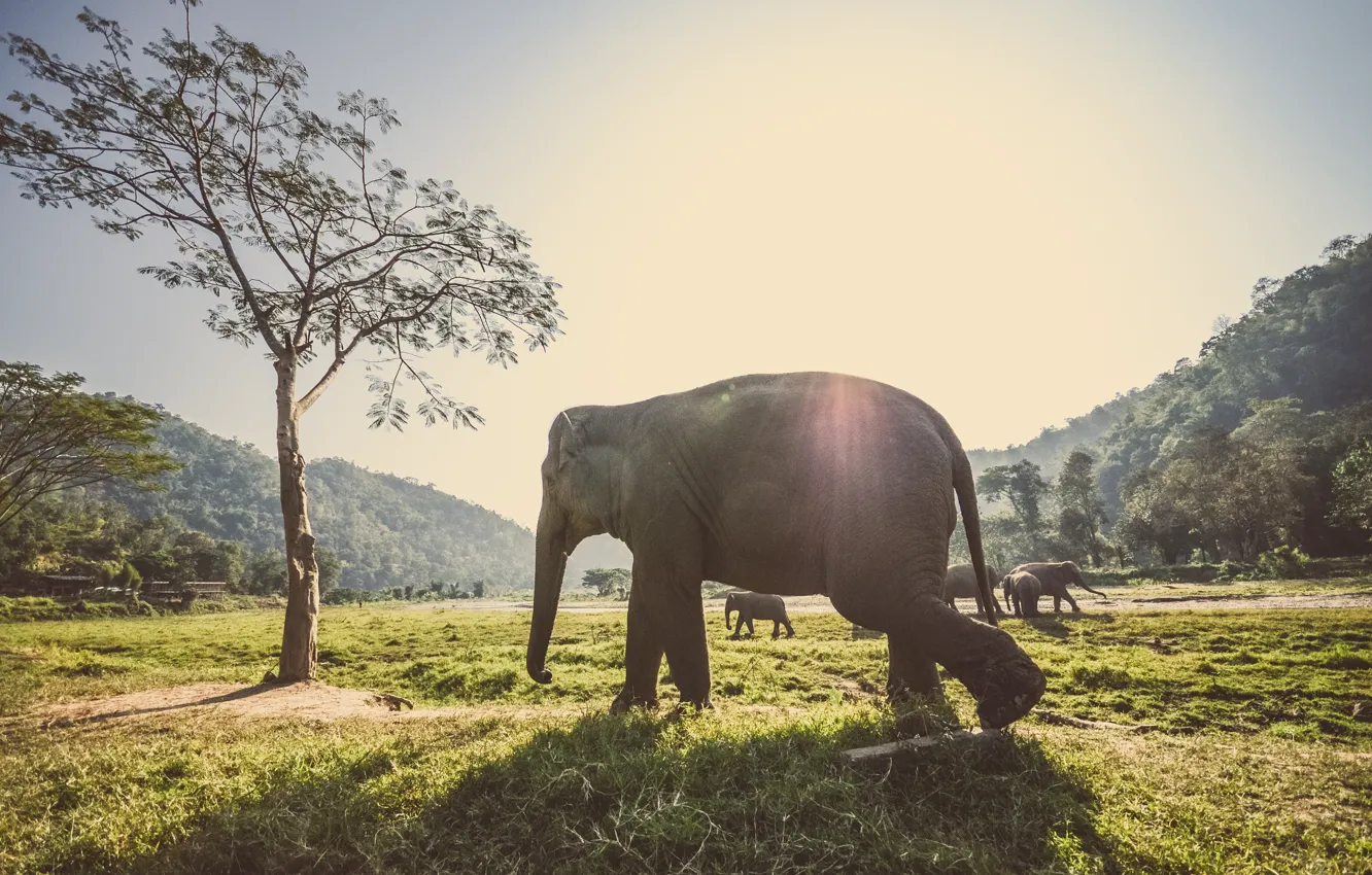 Photo wallpaper forest, grass, rays, trees, animal, elephant, the herd, ublic