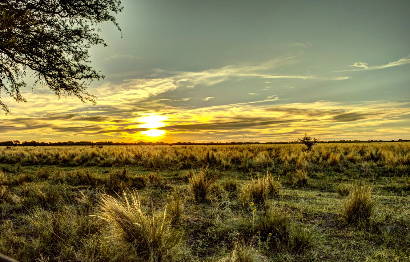 Photo wallpaper field, the sky, grass, dawn, horizon, Argentina