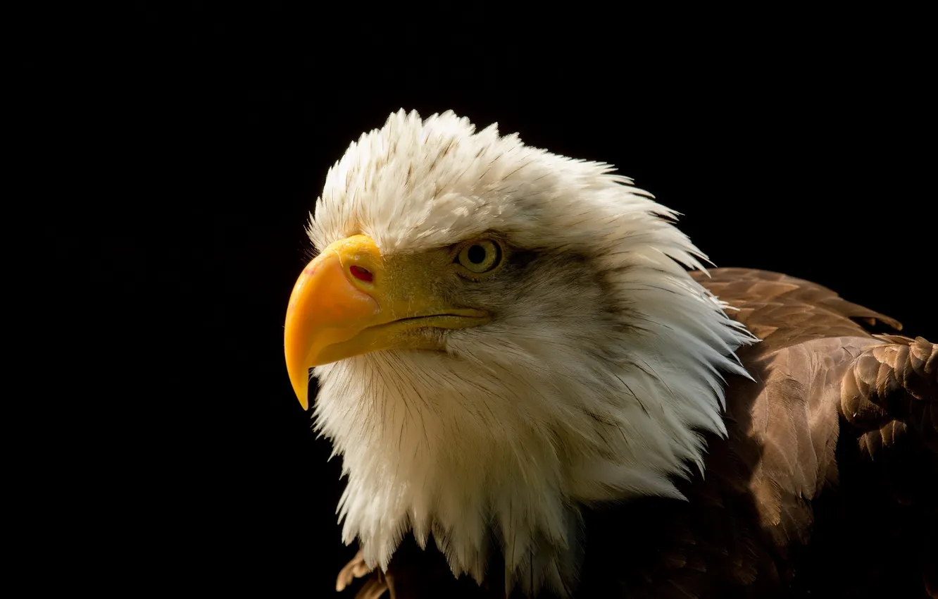 Photo wallpaper background, bird, Eagle