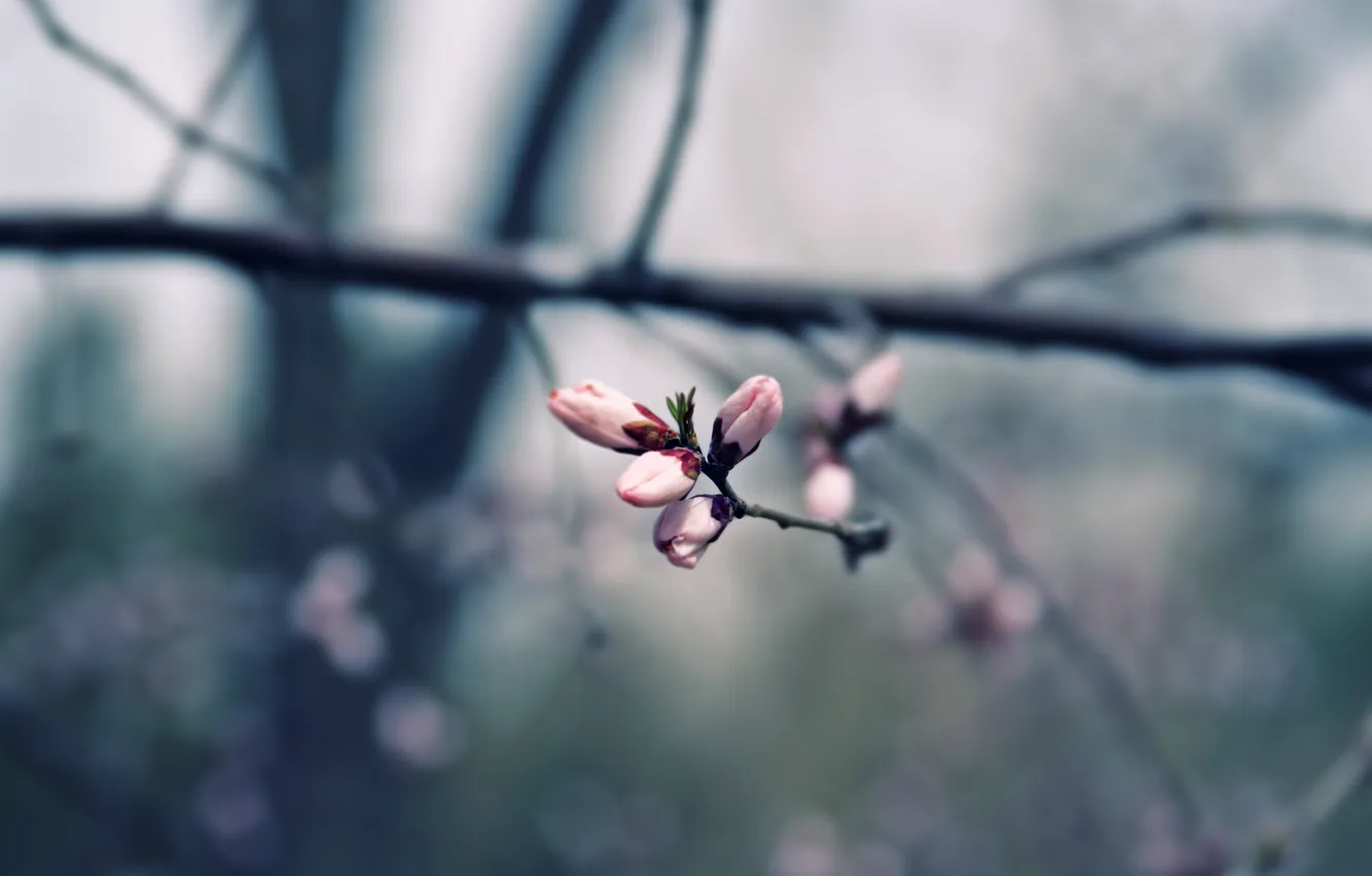 Photo wallpaper branches, spring, China, muted tones