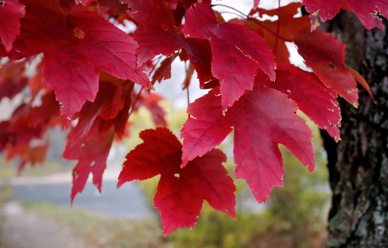 Photo wallpaper autumn, leaves, nature