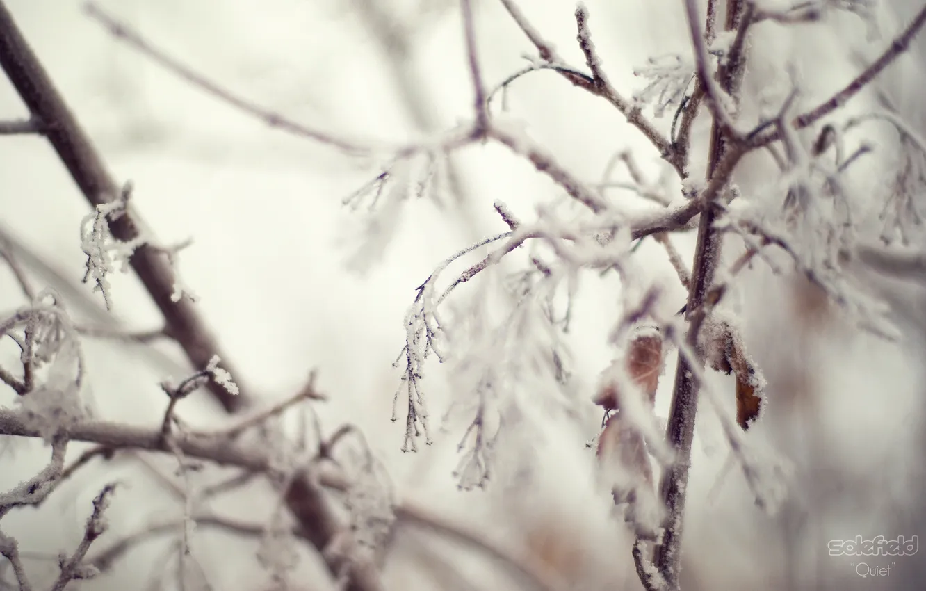 Photo wallpaper winter, snow, branches, blue, foliage, Quiet