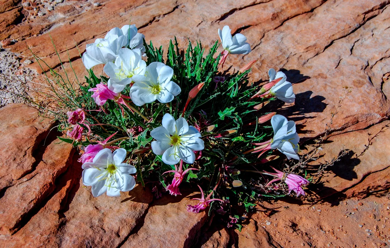 Photo wallpaper flowers, rock, stone, plant