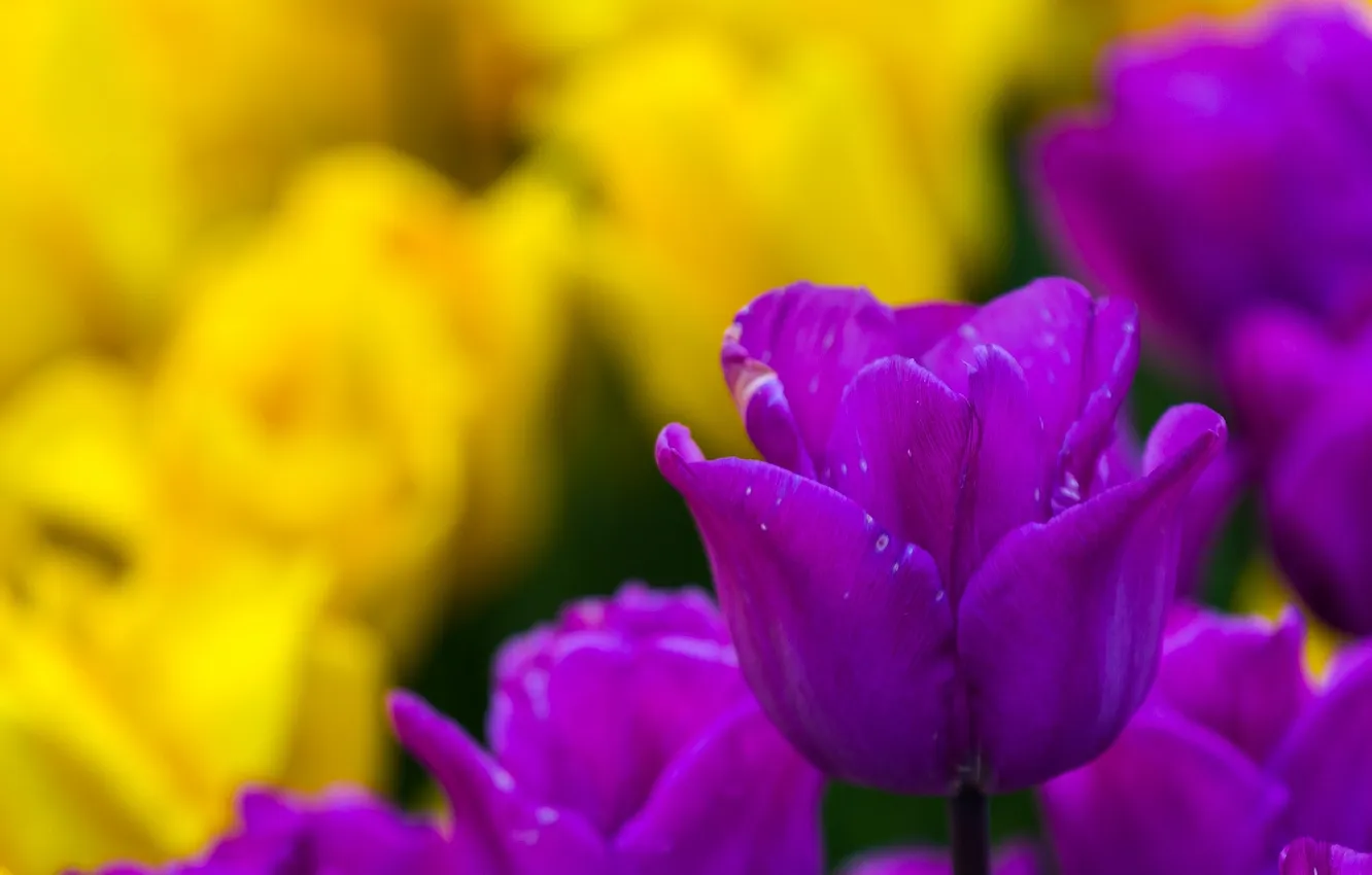 Photo wallpaper tulips, buds, bokeh