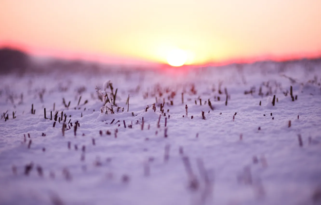 Wallpaper winter, macro, snow, nature, photo, widescreen wallpapers ...