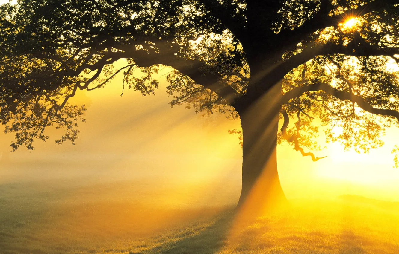 Photo wallpaper field, the sun, rays, light, tree, branch, beauty