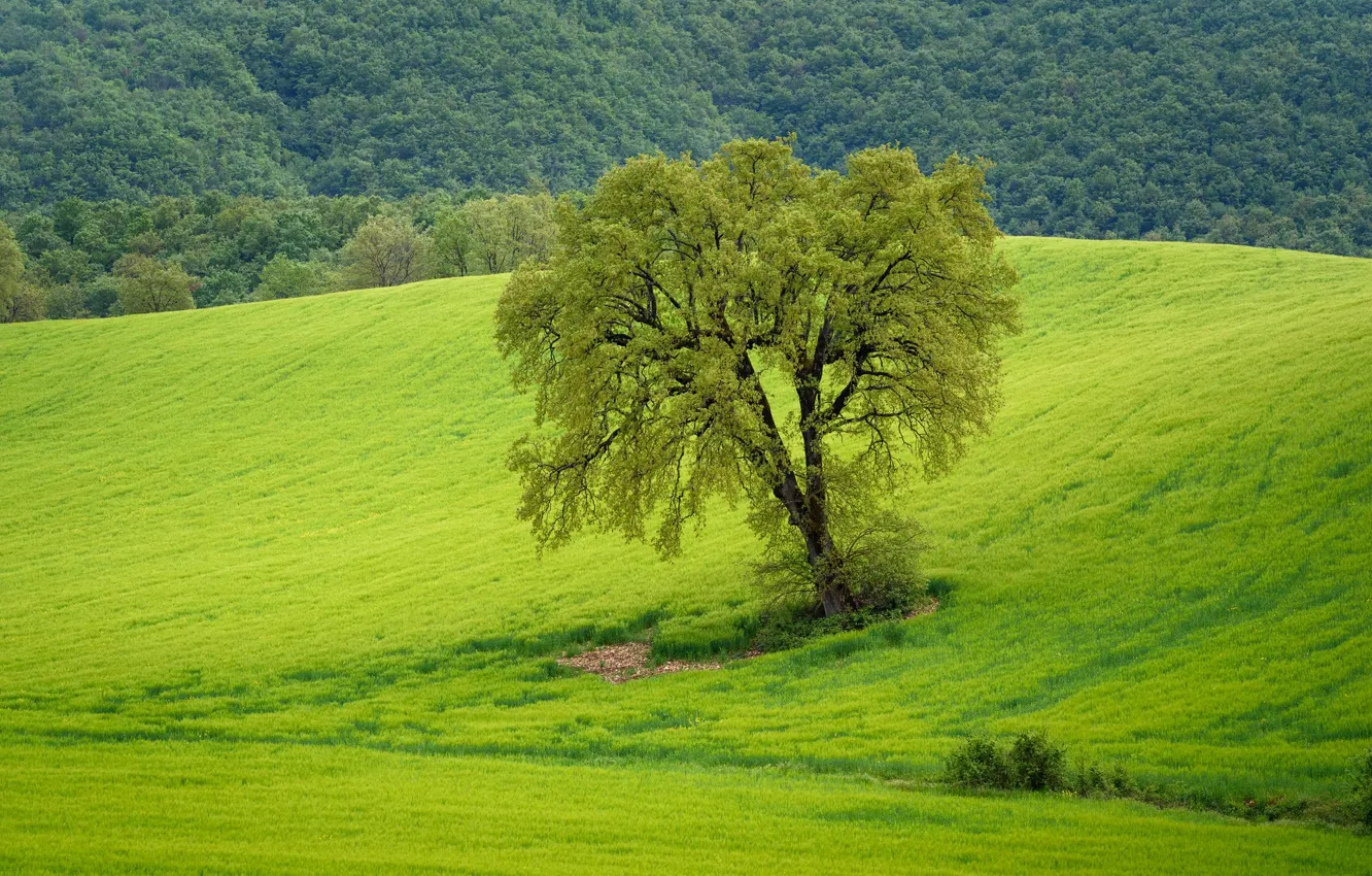 Photo wallpaper grass, trees, slope
