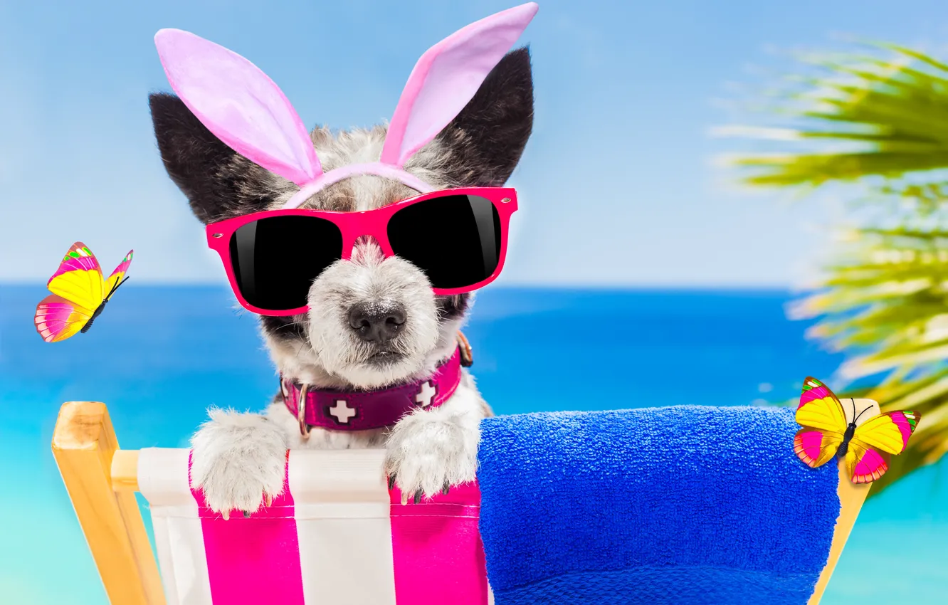 Photo wallpaper beach, butterfly, dog, glasses, happy, beach, dog, funny