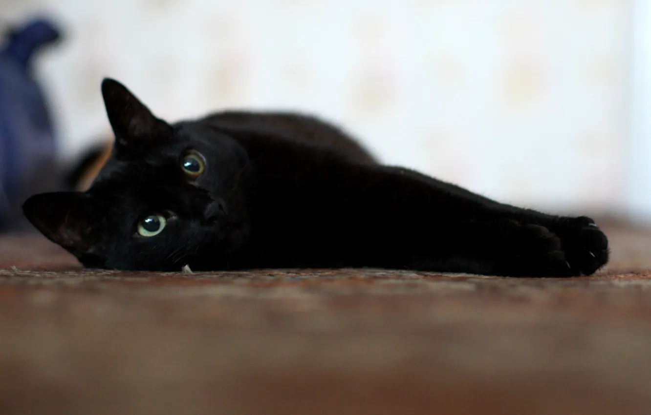 Photo wallpaper cat, eyes, mustache, black, bliss