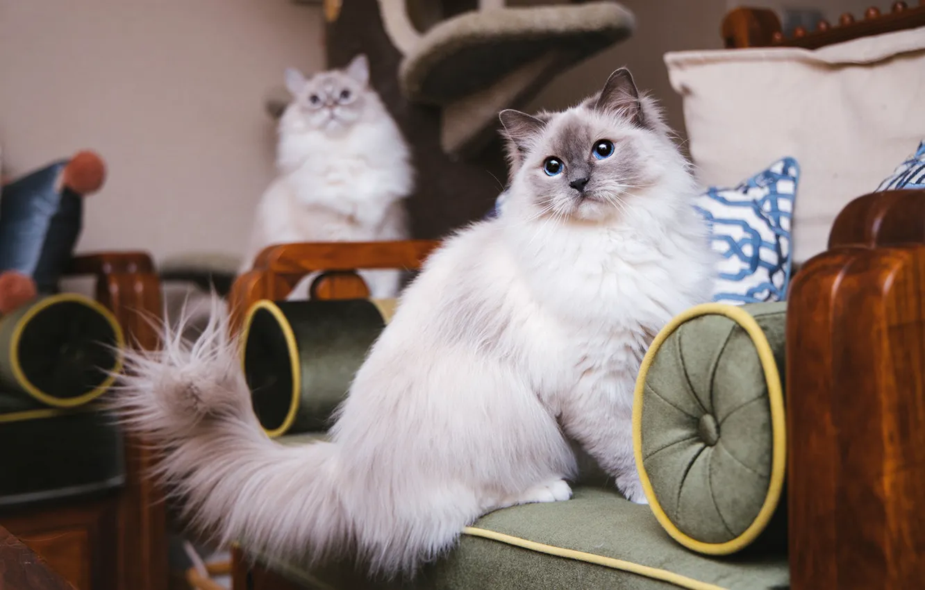 Photo wallpaper cat, cat, look, pose, face
