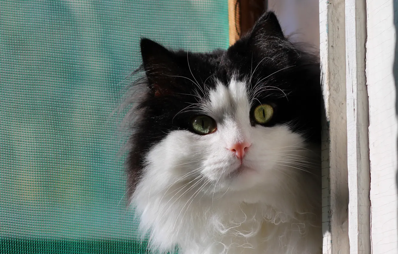 Photo wallpaper cat, background, window