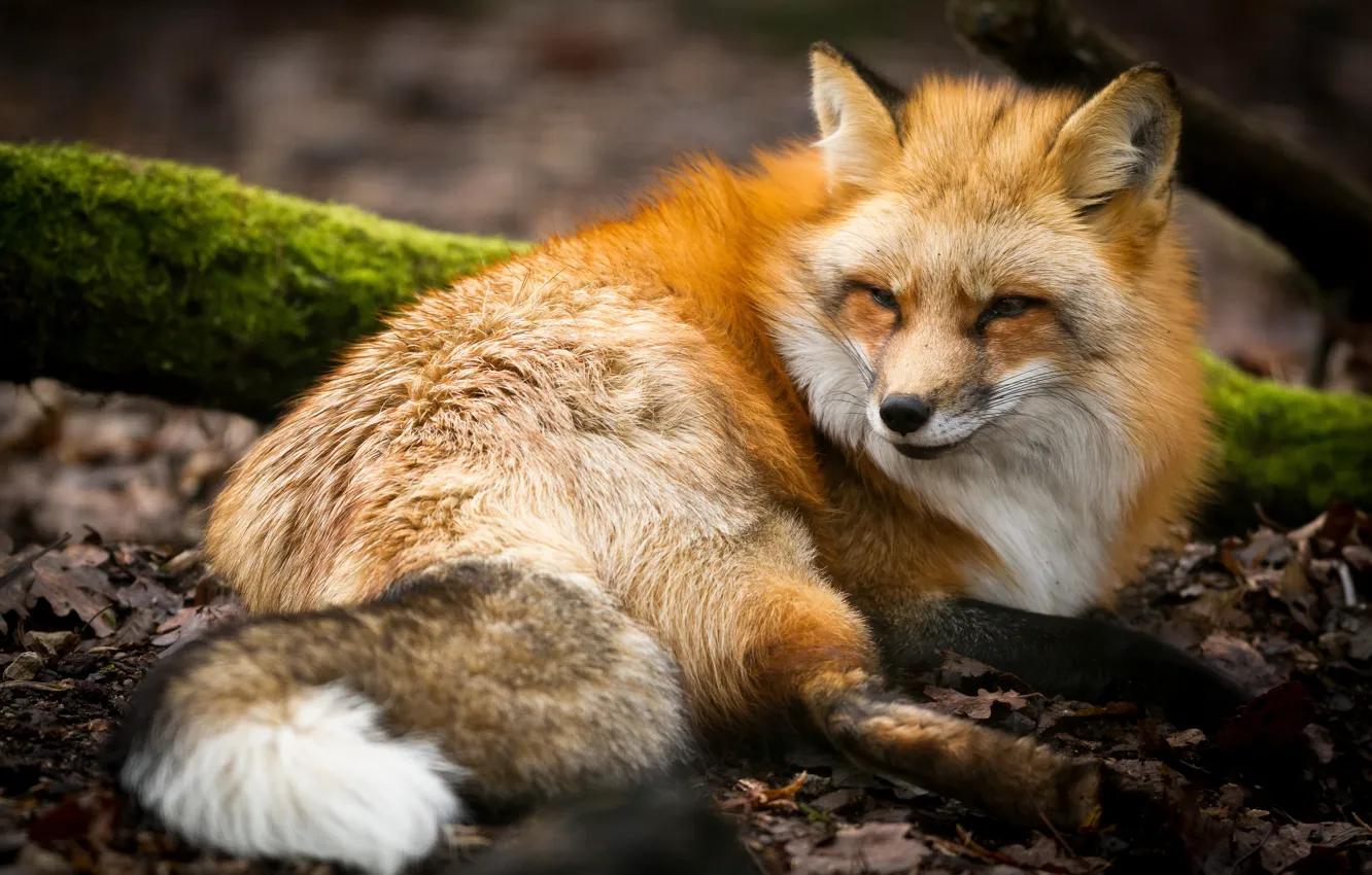 Photo wallpaper face, nature, moss, Fox, lies, red, Fox
