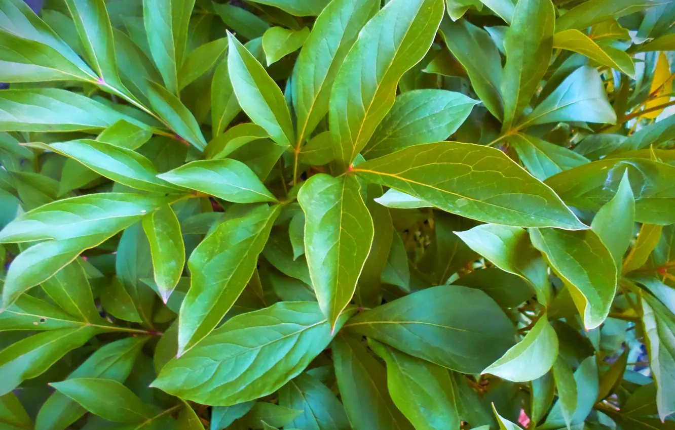 Photo wallpaper leaves, the sun, day