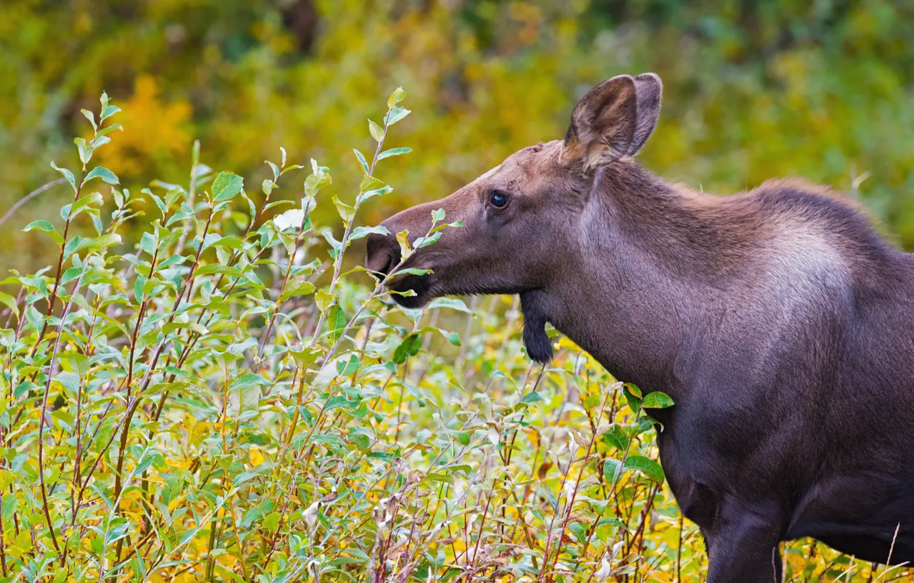 Photo wallpaper autumn, look, face, leaves, branches, background, foliage, portrait