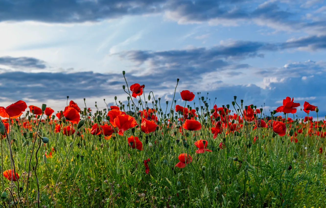 Photo wallpaper the sky, flowers, red, Maki, poppy field