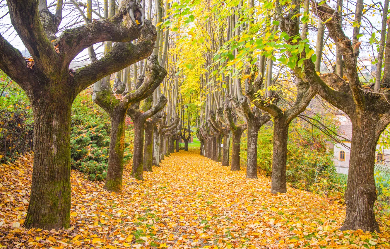 Photo wallpaper autumn, leaves, trees, Park, trail, nature, yellow, park
