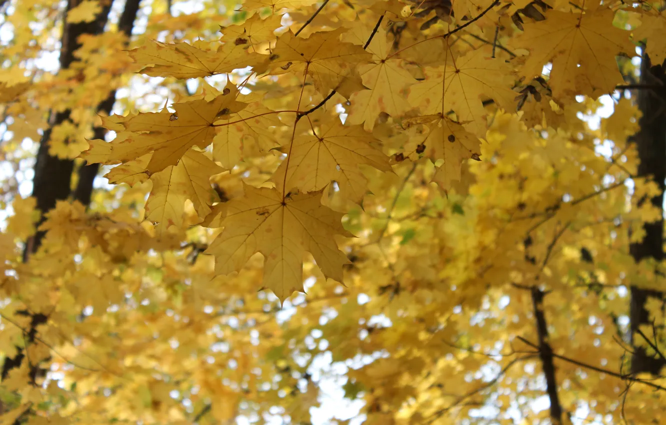 Photo wallpaper autumn, leaves, maple