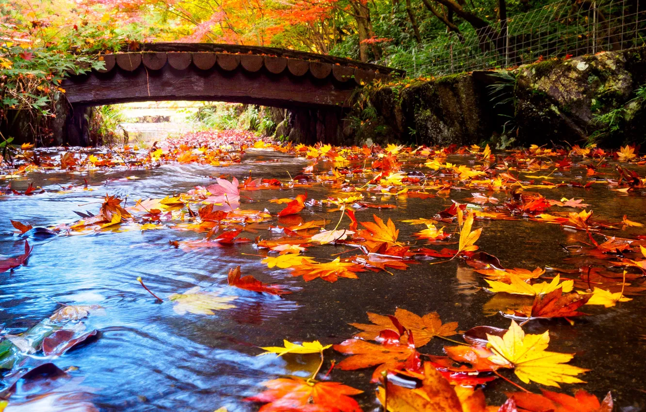 Photo wallpaper autumn, leaves, trees, bridge, Park, stream, Japan
