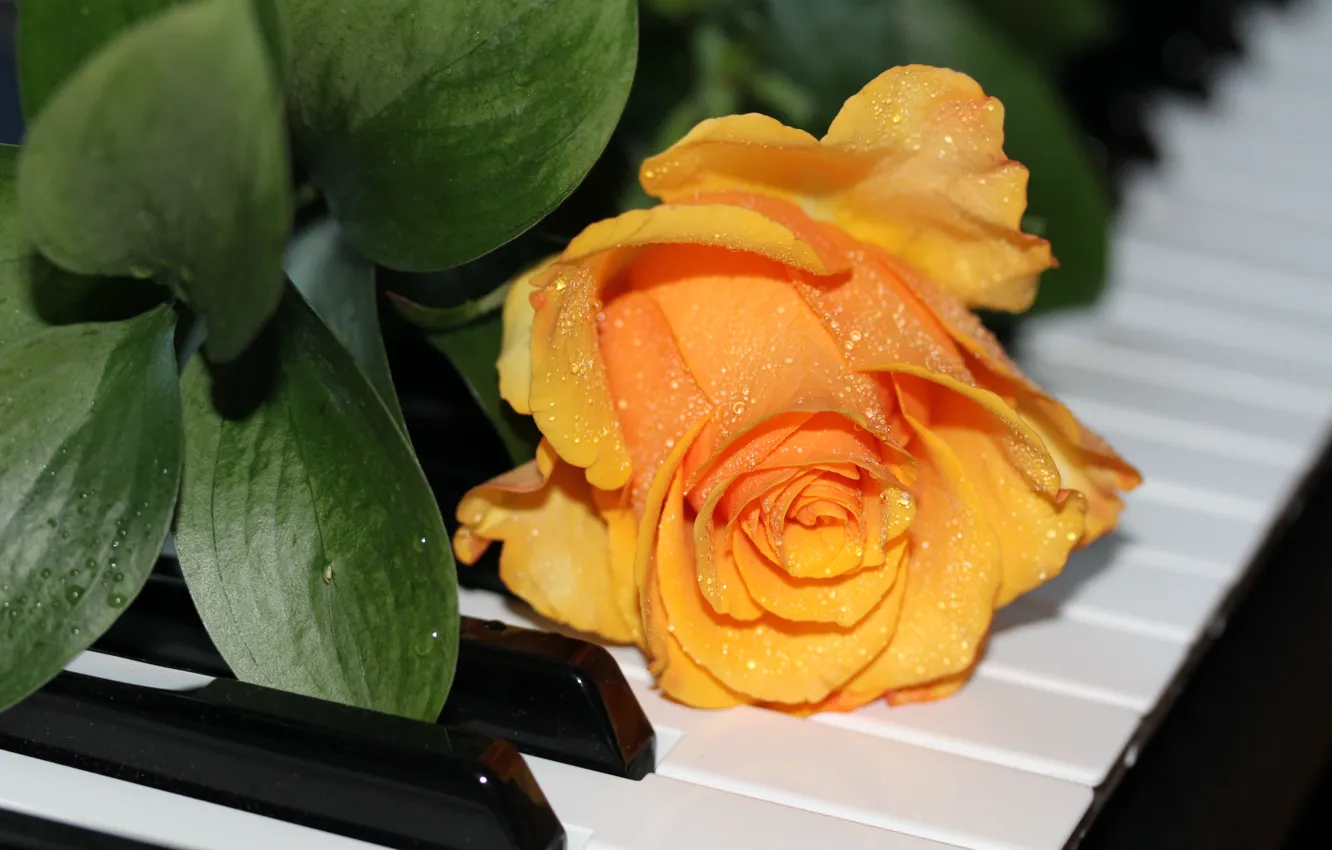 Photo wallpaper music, roses, piano