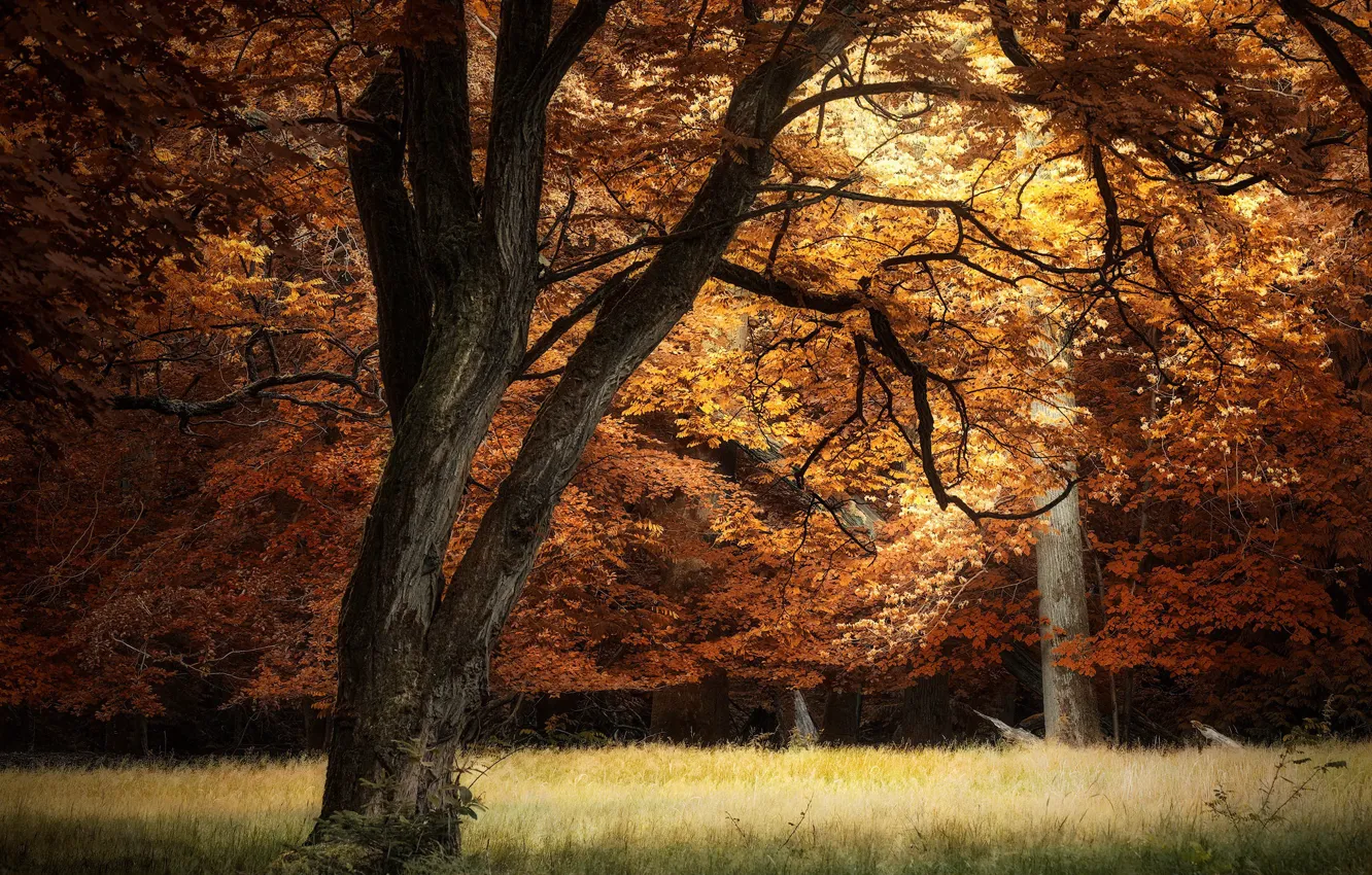 Photo wallpaper field, trees, nature