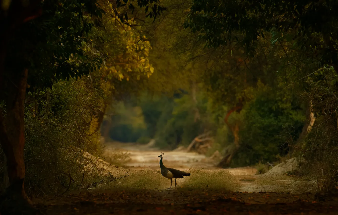 Photo wallpaper forest, trees, Park, bird, foliage, peacock, walk, path