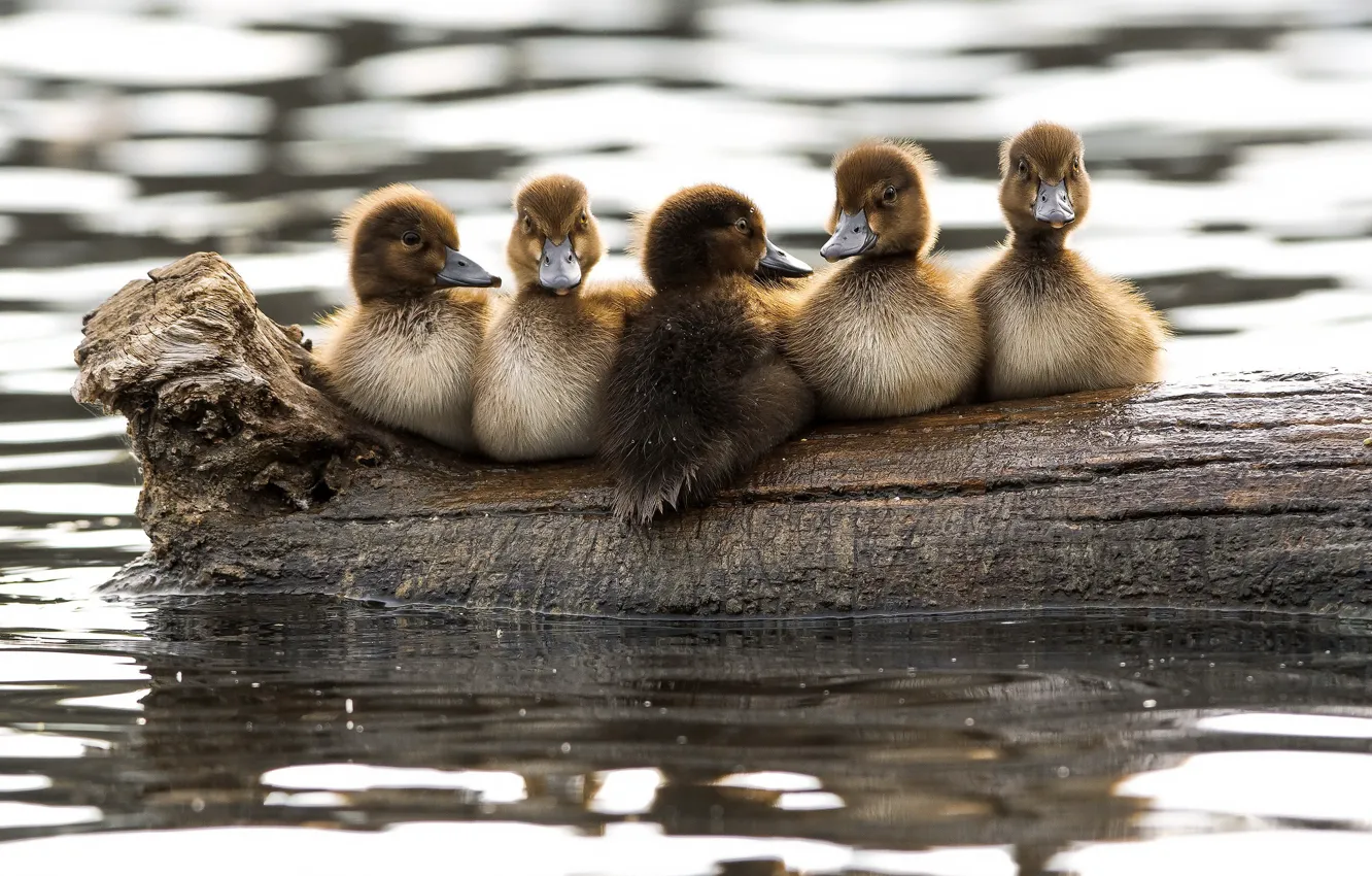 Photo wallpaper nature, bird, duck