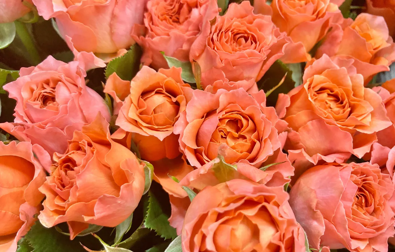 Photo wallpaper flowers, orange, roses, bouquet, buds, a lot, salmon
