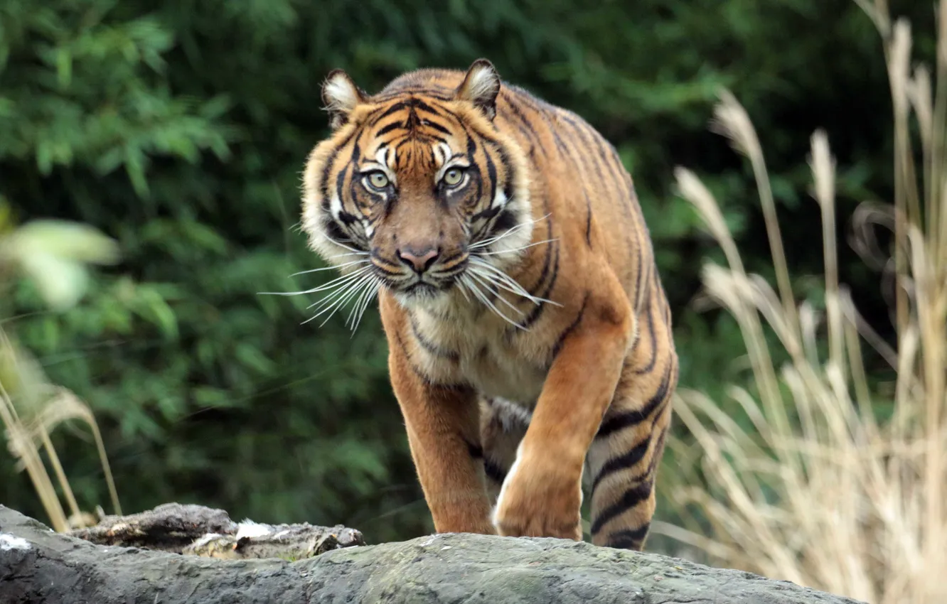 Photo wallpaper cat, look, nature, tiger, stones