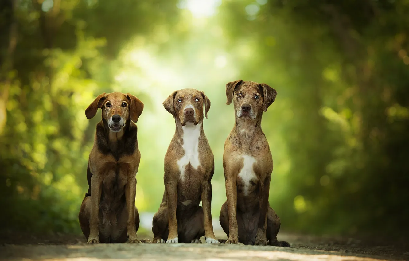 Photo wallpaper greens, dog, three, bokeh