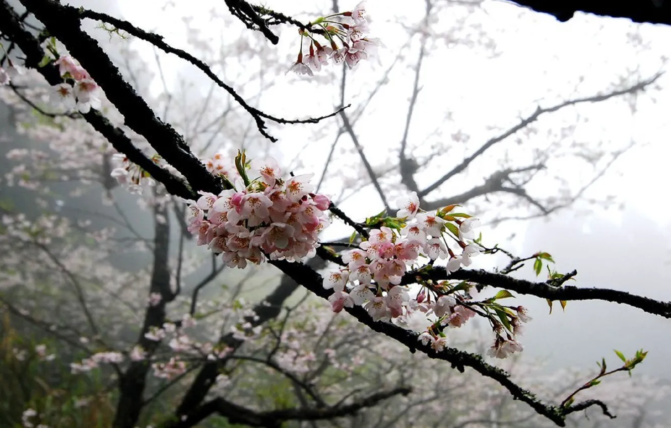 Photo wallpaper flowers, tree, gentle, Sakura